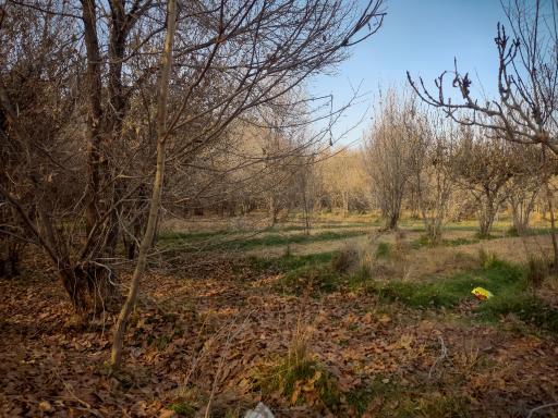 عکس پارک جنگلی حبیب آباد