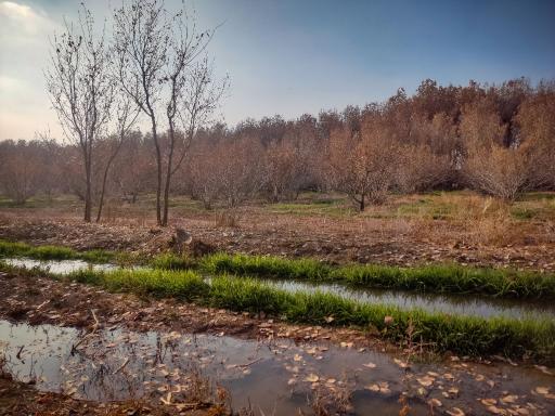 عکس پارک جنگلی حبیب آباد