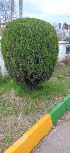 عکس پارک نگین