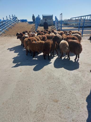 عکس خوراک دام و طیور شیخ جام