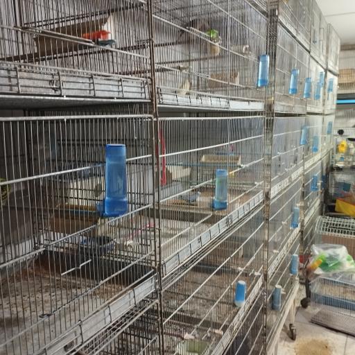 عکس پت شاپ احمدی