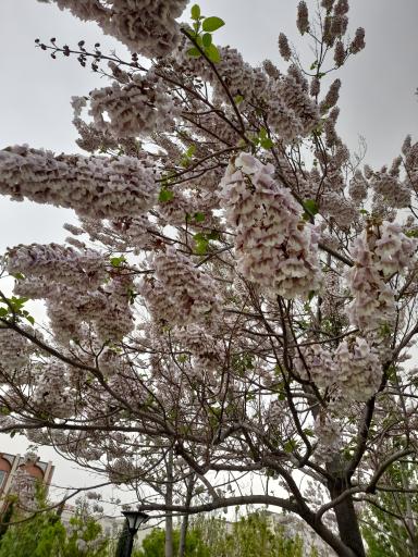 عکس بوستان نیلوفر