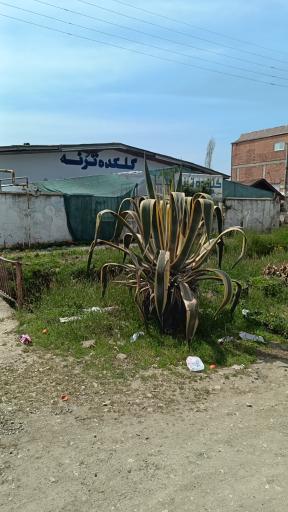 عکس گلکده ترنه