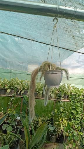 عکس گلکده ترنه