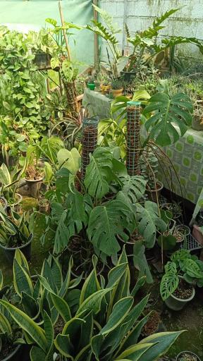 عکس گلکده ترنه