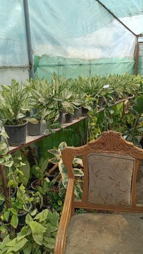 عکس گلکده ترنه