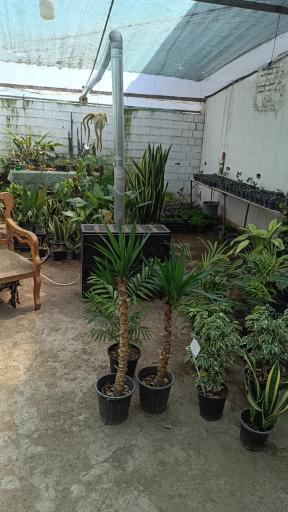 عکس گلکده ترنه