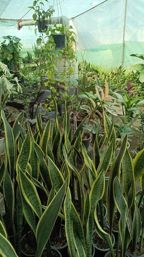 عکس گلکده ترنه