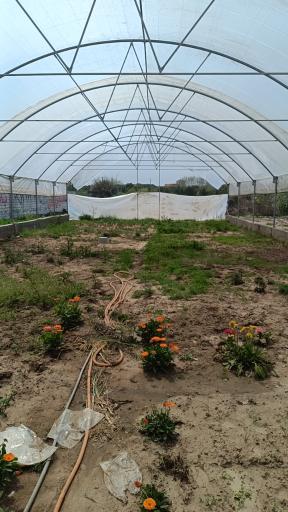 عکس گلکده ترنه