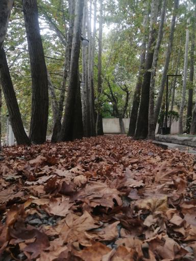 عکس رستوران صالحی