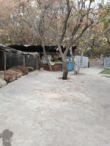 عکس دامداری کامران