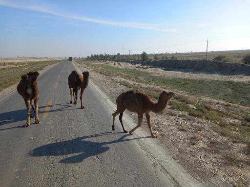 عکس اینچه برون