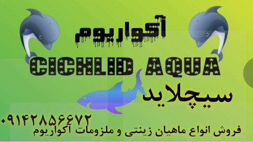 عکس آکواریوم سیچلاید