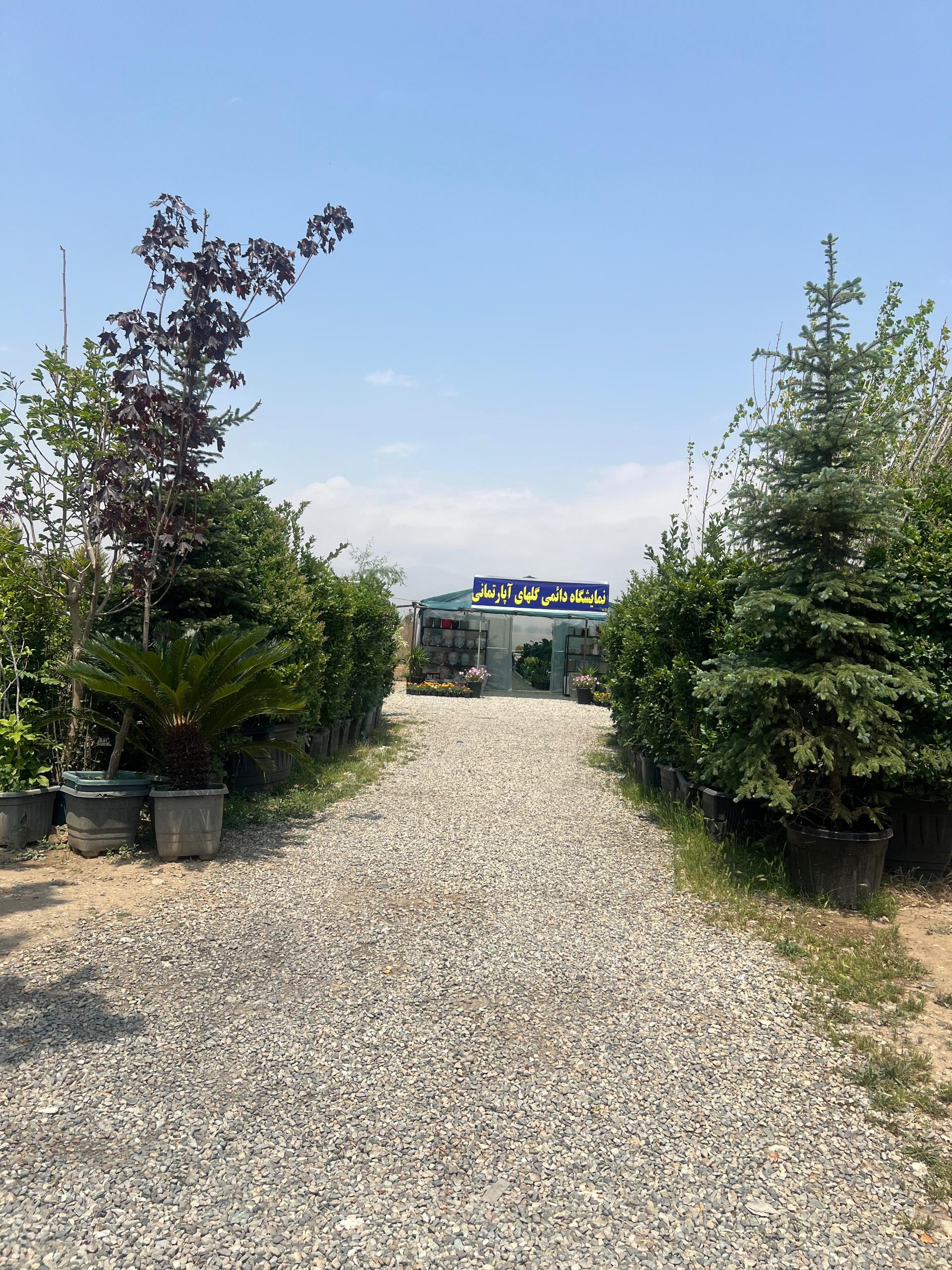عکس نهالستان و گلخانه برادران فتاحى