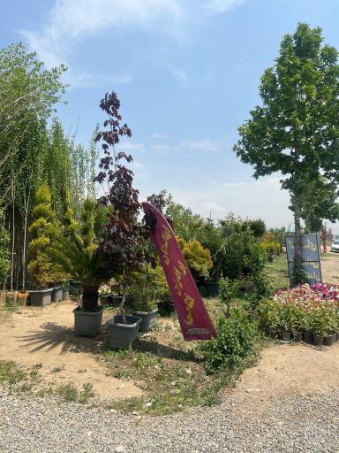 عکس نهالستان و گلخانه برادران فتاحى