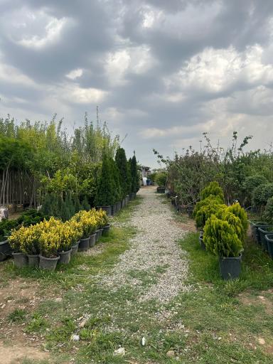 نهالستان و گلخانه برادران فتاحى