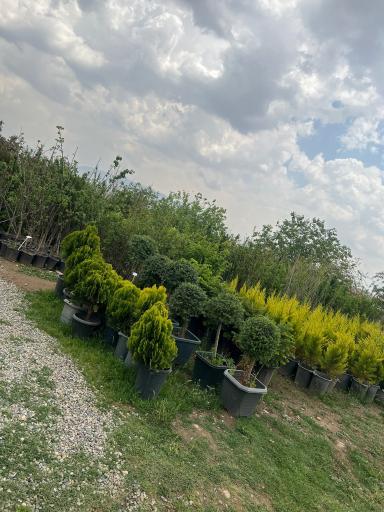 عکس نهالستان و گلخانه برادران فتاحى