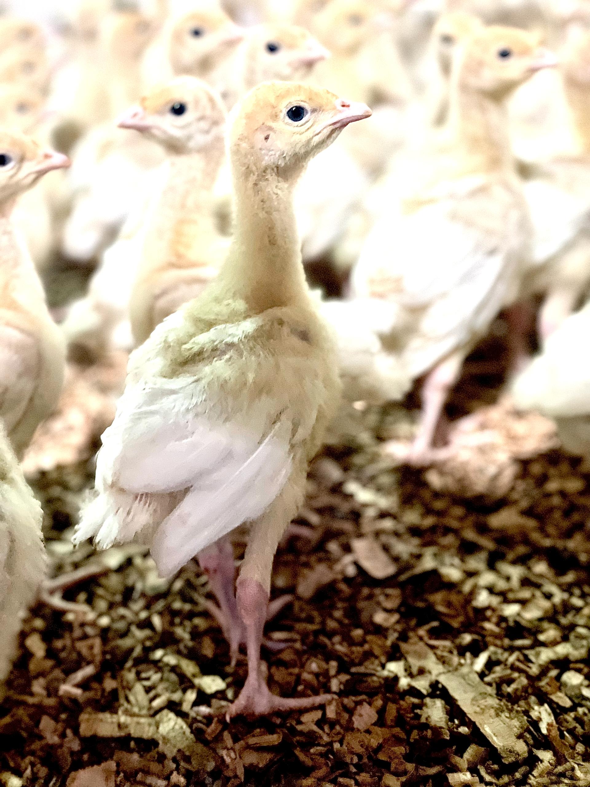 عکس پرورش بوقلمون توکلی نژاد