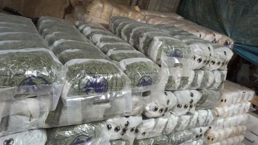 عکس پت شاپ طوطیا