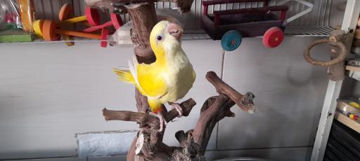 عکس پت شاپ طوطیا