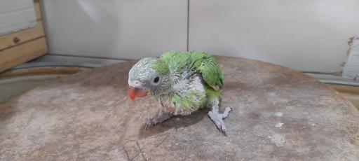 عکس پت شاپ طوطیا