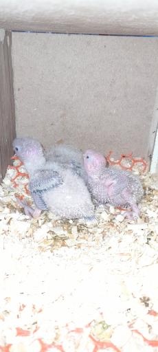 عکس پت شاپ طوطیا