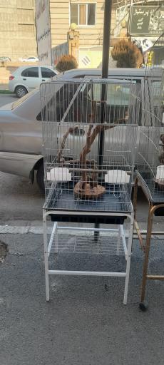 عکس پت شاپ طوطیا