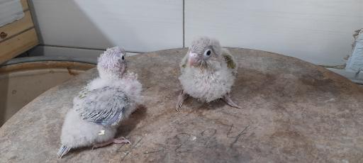 عکس پت شاپ طوطیا