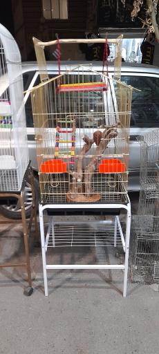 عکس پت شاپ طوطیا