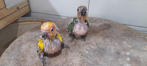 پت شاپ طوطیا