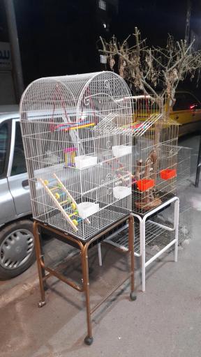 پت شاپ طوطیا