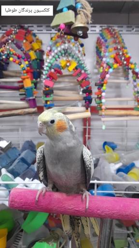 عکس پت شاپ طوطیا