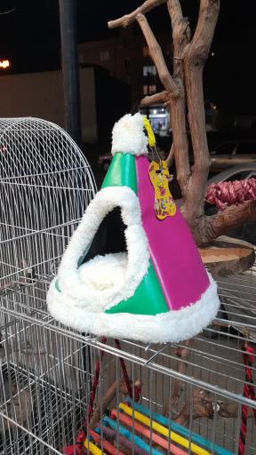 عکس پت شاپ طوطیا