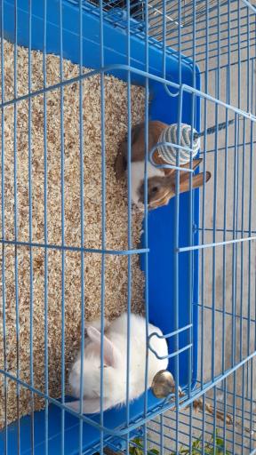 عکس پت شاپ طوطیا