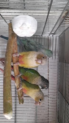 عکس پت شاپ طوطیا