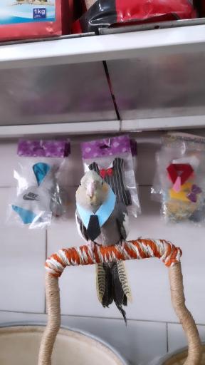 عکس پت شاپ طوطیا