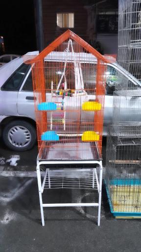 عکس پت شاپ طوطیا