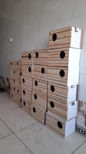 عکس پت شاپ طوطیا