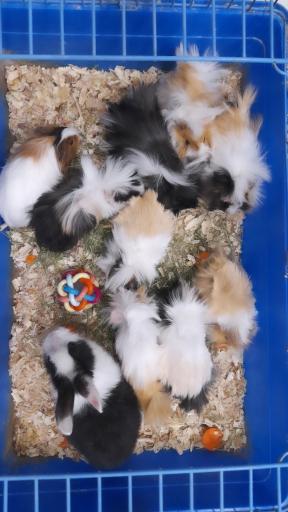 عکس پت شاپ طوطیا