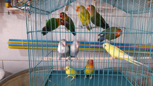 عکس پت شاپ طوطیا