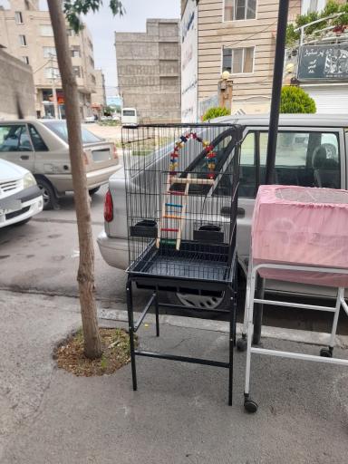 پت شاپ طوطیا