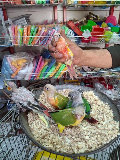 عکس پت شاپ طوطیا