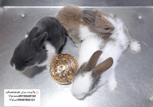 عکس پت شاپ طوطیا