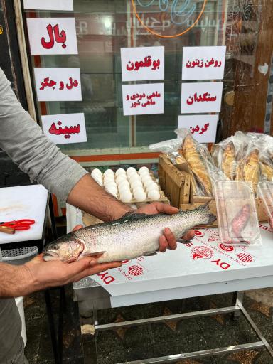 عکس مرغ و ماهی ساسان