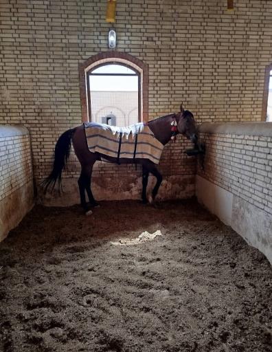 عکس باشگاه سوارکاری محک 