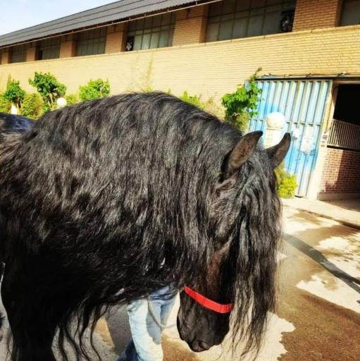 عکس باشگاه سوارکاری محک 