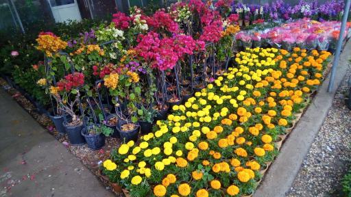 عکس گلسرای متین(فرهاد)