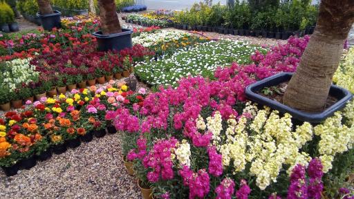 عکس گلسرای متین(فرهاد)