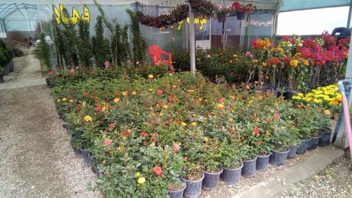 عکس گلسرای متین(فرهاد)