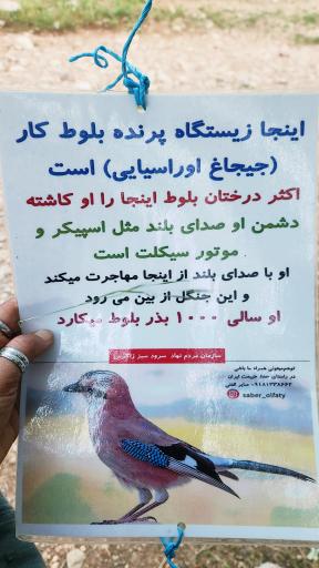 عکس چالابه 